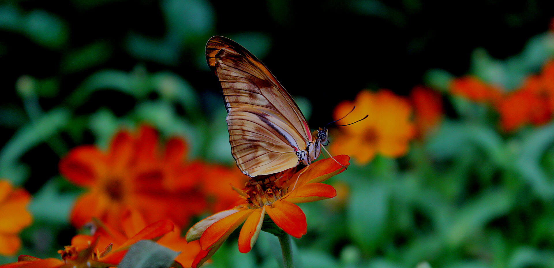 Butterfly at Dubai Butterfly Garden